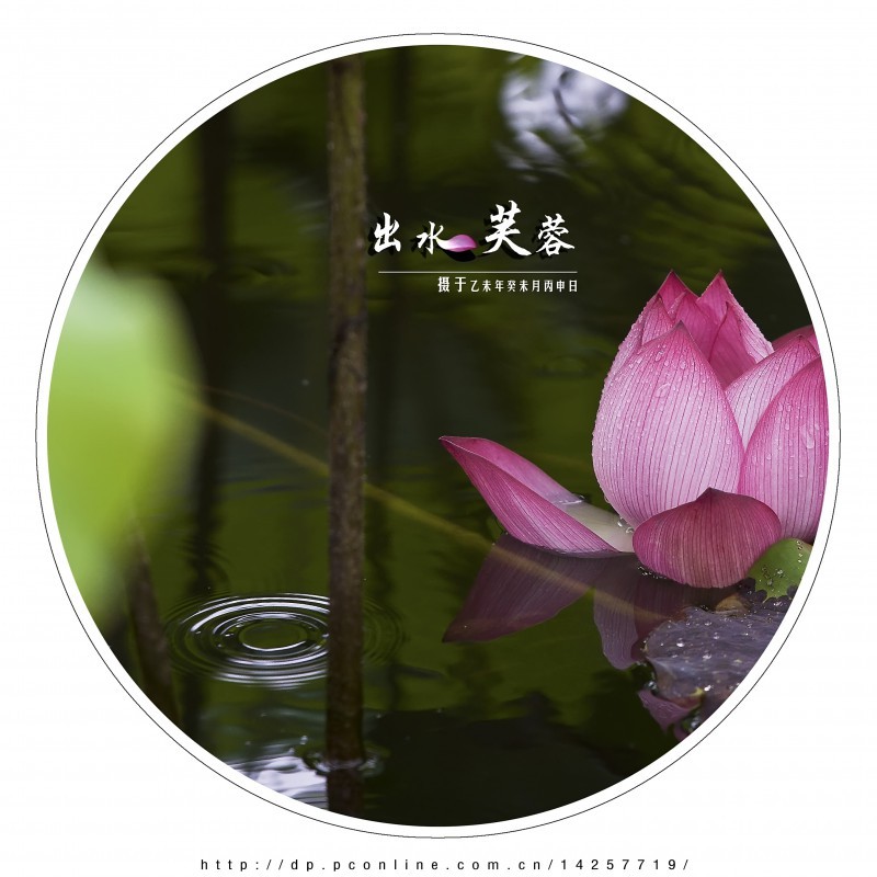 出水芙蓉